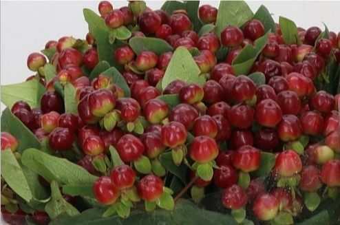 MONSTER BURGUNDY HYPERICUM